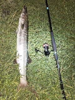 Полуночные попперы, длинные паузы — барракуды крупнее