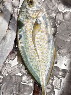 Розовый минноу решает - потом 20 г пилкер и серия