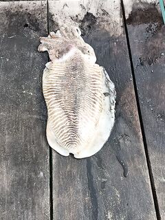 Flamingo Beach Resort — ночная рыбалка и охрана на волнорезах