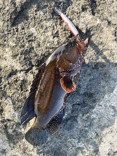 Radisson Blu Fujairah: лайтовый комплект и «акулёнок» у камней