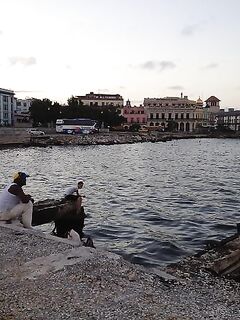 Записал по Кубе - барракуды у набережной и Hanabanilla