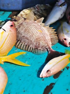 Комплект для Чавенга на Самуи: Seven 1–10 г и Gekkabijin