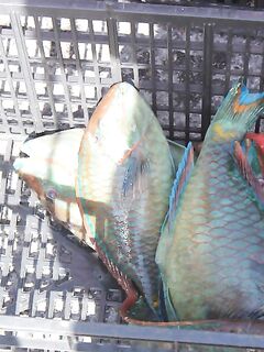 По Мексике от друга - по рыбе всё отлично