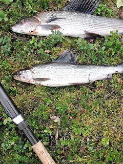 Хариус со сбиролино 20 г: мыс, трофей 46 см и выводы