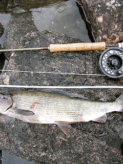 Хариус, Vakkakoski: первый 30+, потом «полтинник» на нахлыст