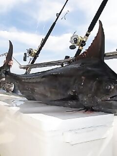 Пхукет: профессиональная морская рыбалка 30-45 тыс в день