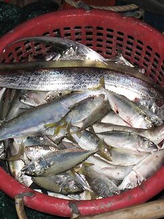 Самуи с местными: лодка за копейки и море рядом