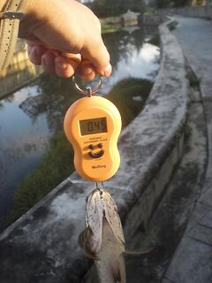 Карон, канал у пляжа на Пхукете: змееголовы с 6 до 10