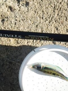 Морской поплавок на Родосе: 15 г и опарыш, новая публика