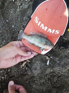 Последний день на Родосе: камбала, скарус и «болото» у моря