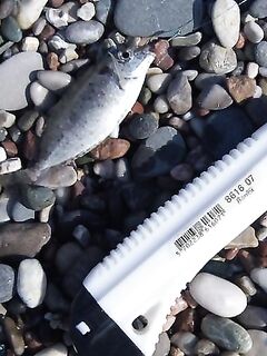 Родос, июль: поплавок 9 г, сосиска и «облада» под маской