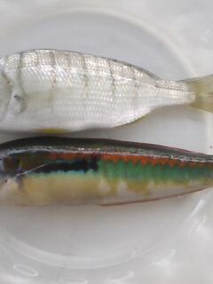 Родос: предложения по морской рыбалке и камбала за 35 евро