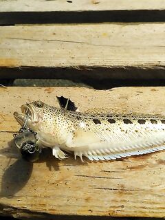 Родос, апрель: дожди и одни бычки на крючке