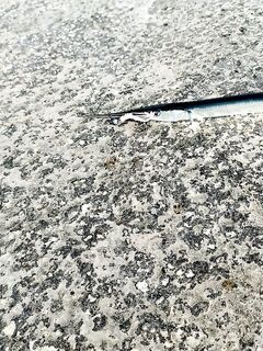 Опыт рокфишинга: Ханна 69 vs EX69, Remol и сарган