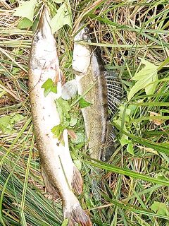 Адлер и Кабардинка: рокфиш, щука 2.6 и «Сударь» 1.5