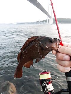 Мебару вдоль побережья — познакомьтесь поближе