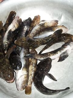 Мысовое на Азове — пеленгас стоит, но не клюёт