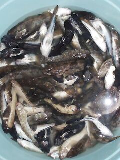 Жара +40 в Кирилловке и лодка напрокат — рыбалка по бычку