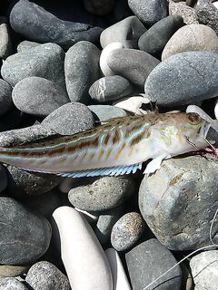 Помогите опознать улов из Азова