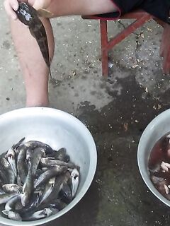 Мысовое, июнь–июль: бычок валом, пеленгас не зашёл