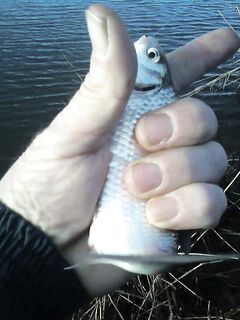 Тарань пошла в речки, движение по Азову началось