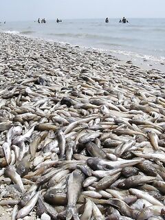 Замор бычка: перегретая вода и кислорода мало?