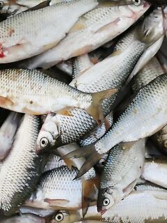 Таганрогская лодочная рыбалка, 1 км от берега, хлеб в чулке