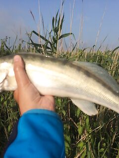 Азовские лиманы: утро и вечер по судаку и жереху