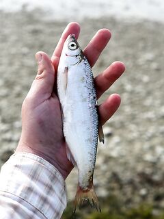 Таганрог, мотор с местным дедом: тарань, бычки и шемая