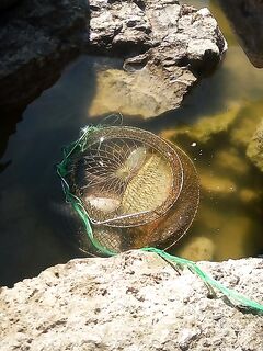 Ейск, середина августа: ветер, шторм и сазан в два дня