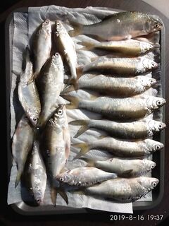 Ейск, первое знакомство: рыбалка по тарани и много эмоций