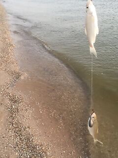 Вечер по тарани на косе: короткий подъём клевa