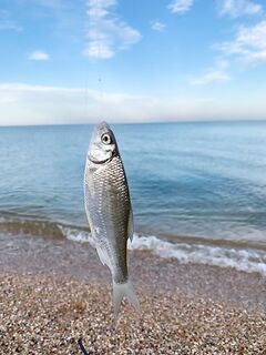 Где в Должанке опарыш/нереис и куда за крупнее с берега?