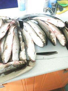 Видео позже, а в Курортном ловил два дня назад — рыбалка была