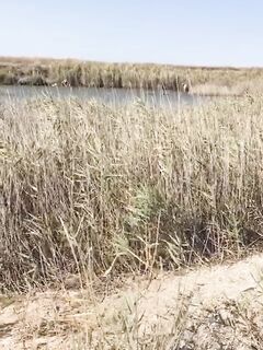 Нереис своими руками: пенопласт, лопата и камыши