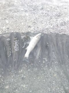 Три недели за пеленгасом: морская рыбалка как поиск