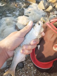 Первый выезд в Ейске: пикер без кормушки, шемая и тарань