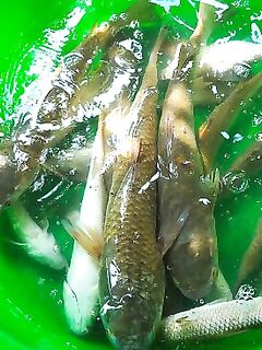 Пиленгас в Должанской: морская рыбалка на донки и червя