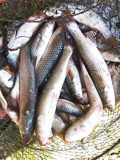 Клевало нормально — рыбалка без трофеев, но в темпе