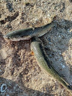 Сегодня в канале: Щёлкино и свежая рыбалка