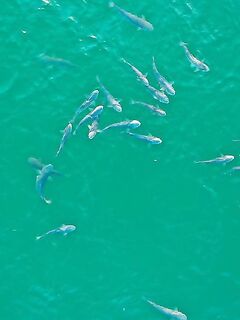 Конец мая на Азове: короткая отметка по сезону