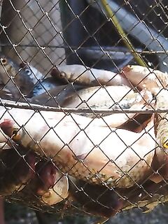 Килошный на Азове: рыбалка с берега без фото