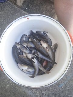 Мысовое, Крым — закидушка и кальмар по бычку