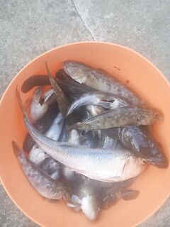 Вечерняя рыбалка на Азове: селёдка и «жабка»