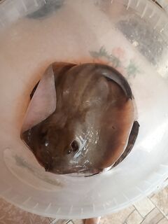 Хвостокол на Азове и укол в руку — осторожнее