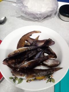 Тамань проездом: отводной и резина, жареный бычок