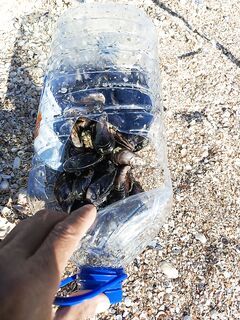 Мидии под песком на Азовском море, вечер у плиты