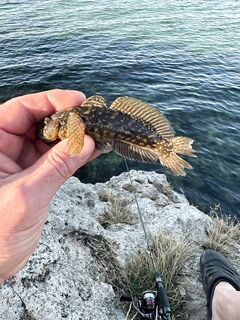 Азовское море: бычок на ракушку и кефаль у бровки