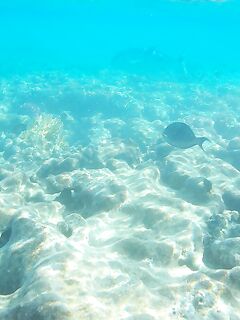 Красное море: рыбалка или подводная фотоохота?