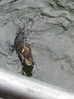 Нячанг: как ловить на пляже и у мостов без троллинга